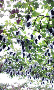 $きんきんきらきら夕陽が沈む♪