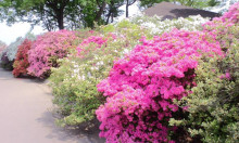 きんきんきらきら夕陽が沈む♪