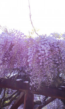 きんきんきらきら夕陽が沈む♪