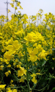 $きんきんきらきら夕陽が沈む♪